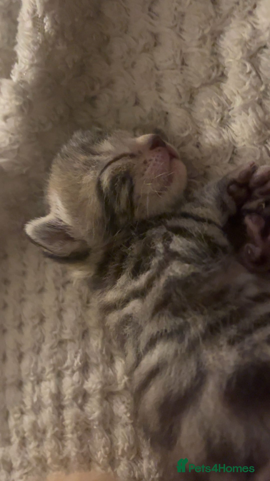 Bengal cats for sale: 2 bengal x Egyptian mau kittens  - Image 3