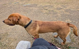 Labrador Retriever dogs for stud: 🐾 Fox Red Labrador Available for Stud 🐾 - Image 2