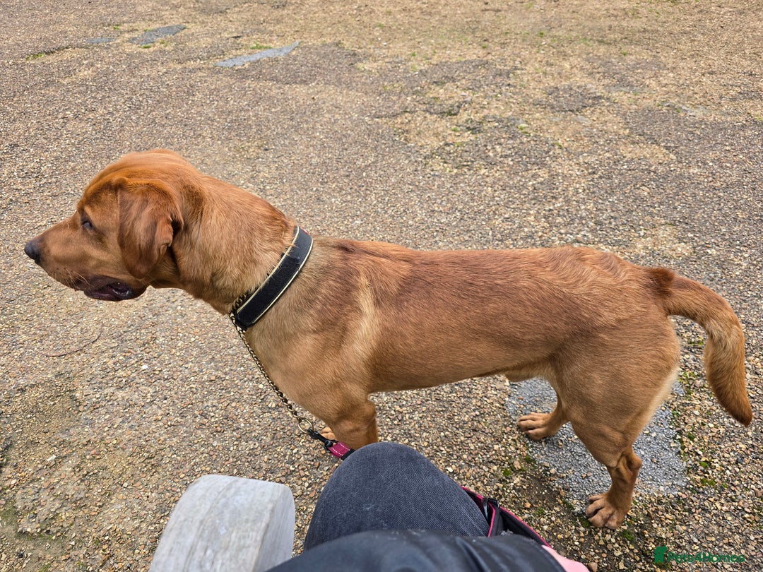 Labrador Retriever dogs for stud: 🐾 Fox Red Labrador Available for Stud 🐾 - Image 2