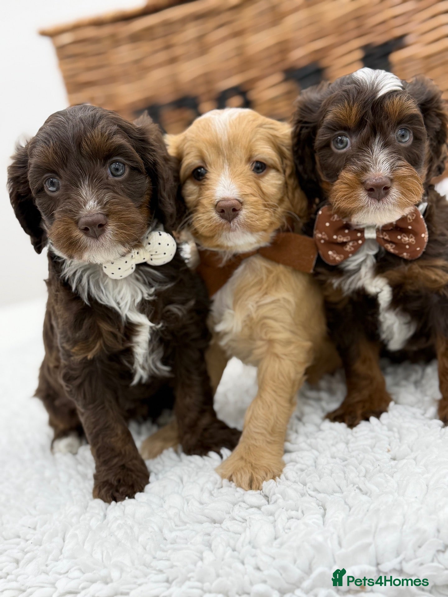 Cavapoo dogs F1 Health Tested Mini Cavapoos  - Advert 4