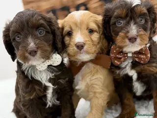 Cavapoo dogs F1 Health Tested Mini Cavapoos - Advert 4
