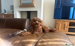 Toy Poodle dogs for stud: Kc health tested fox red Toy poodle for stud  - Image 12