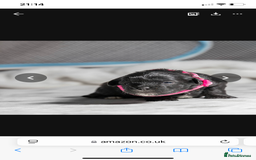 Mixed Breed dogs for sale: 6 Gorgeous Shorkie’s ready 20/12/025 - Advert 20