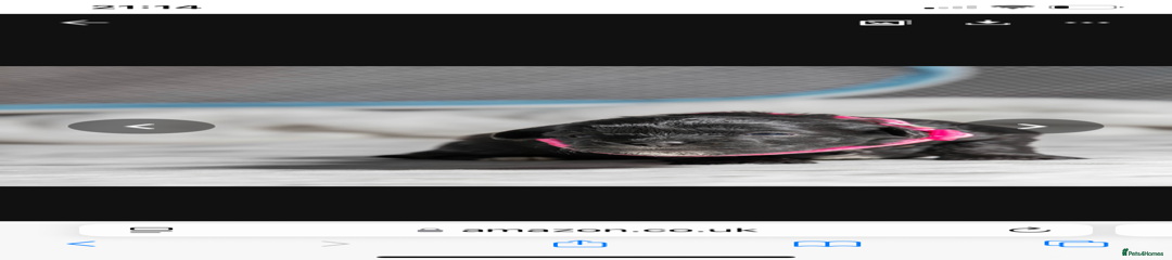 Black Girl with white markings 2