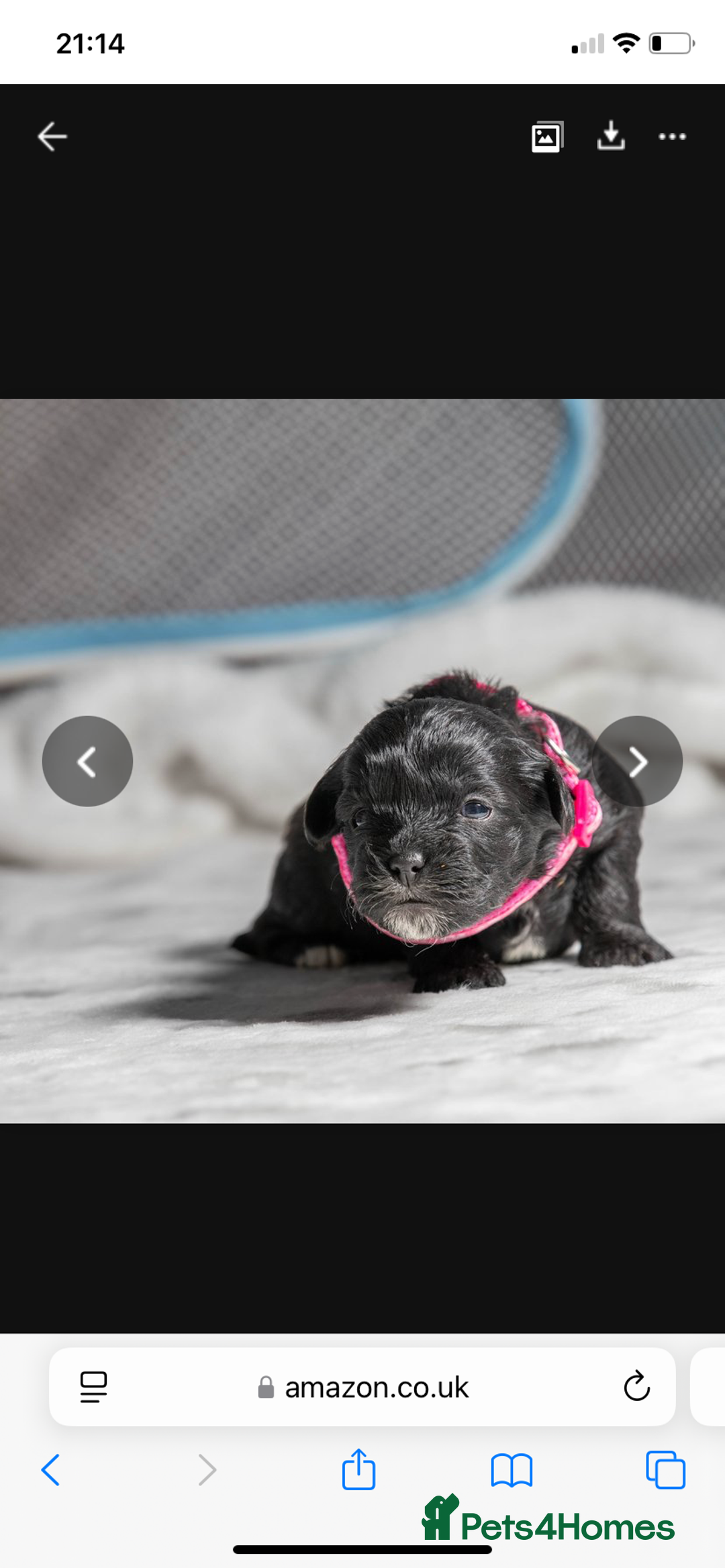 Mixed Breed dogs for sale: 6 Gorgeous Shorkie’s ready 20/12/025 - Advert 20