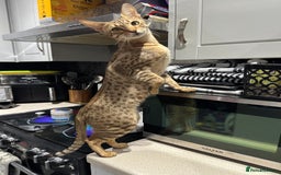 Savannah cats for sale: F2 savannah  - Image 1