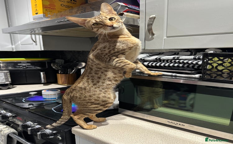 Savannah cats - Advert 1