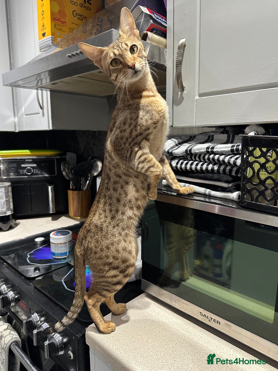 Savannah cats for sale: F2 savannah  - Image 1