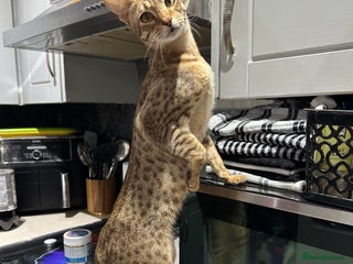 Savannah cats - Advert 2
