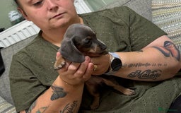 Dachshund dogs for sale: Dachshund puppies  in Driffield - Image 19