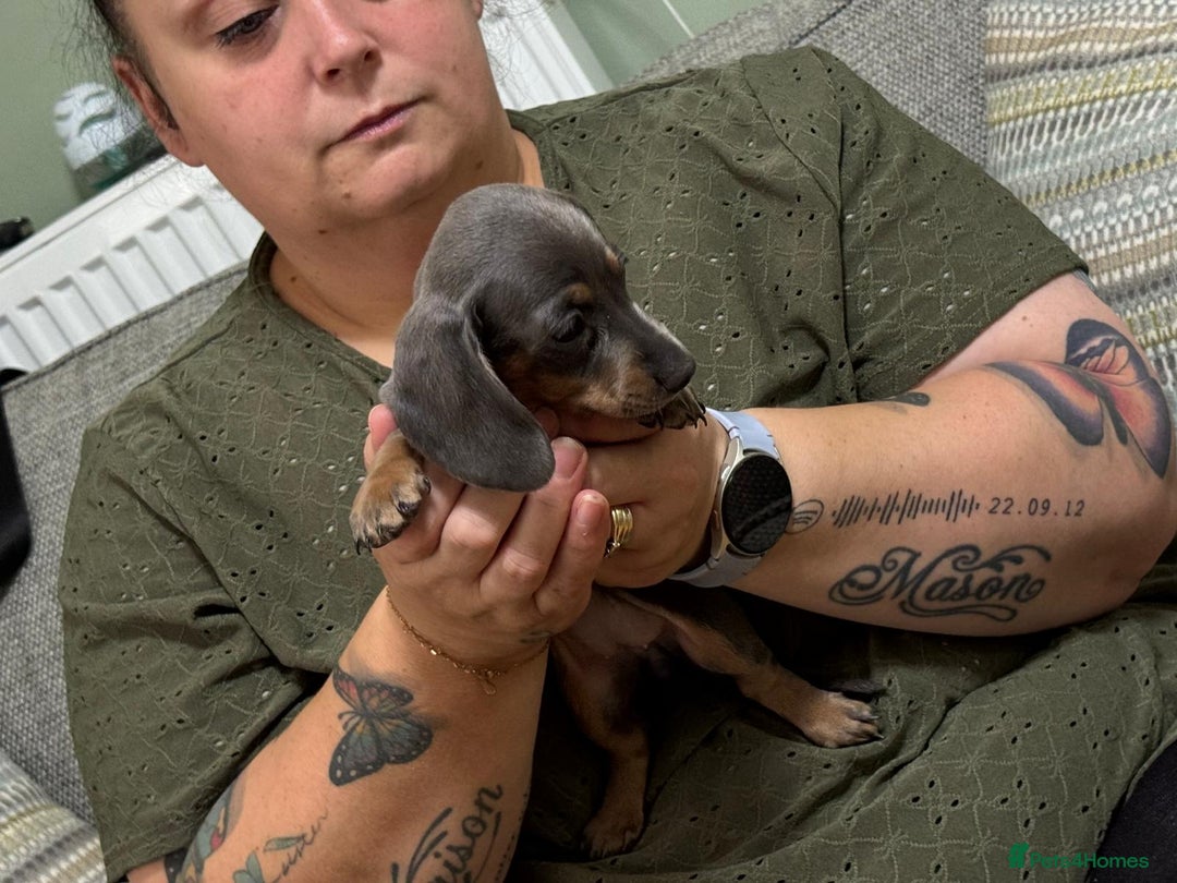 Dachshund dogs for sale: Dachshund puppies  in Driffield - Image 19