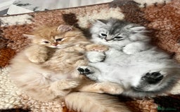 British Longhair cats for sale: We have 2 adorable Boy - Advert 7