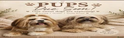 Lhasa Apso dogs for sale: Kc Reg Lhasa Apso pups Due - Advert 1