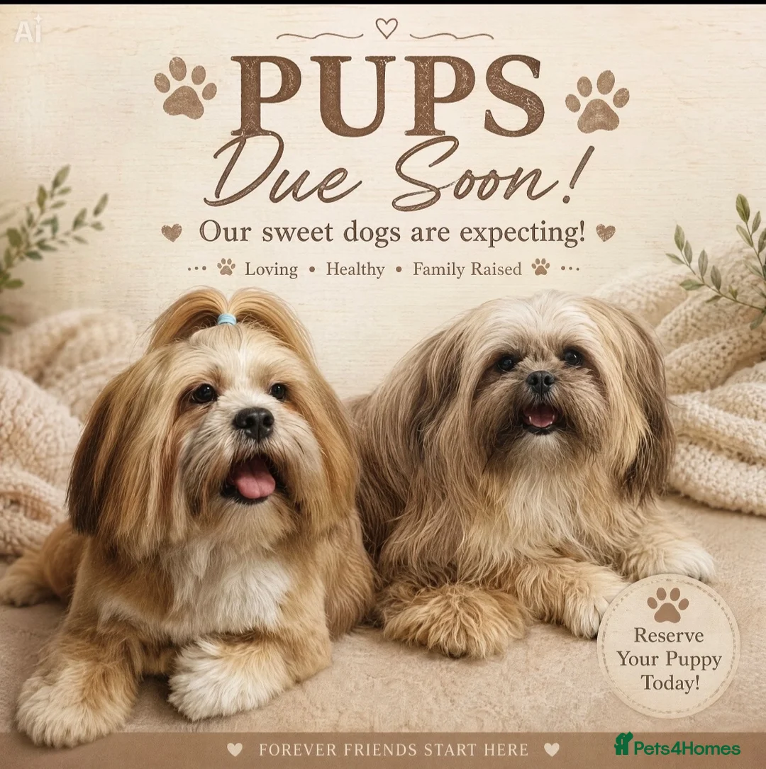Lhasa Apso dogs for sale: Kc Reg Lhasa Apso pups Due - Advert 1