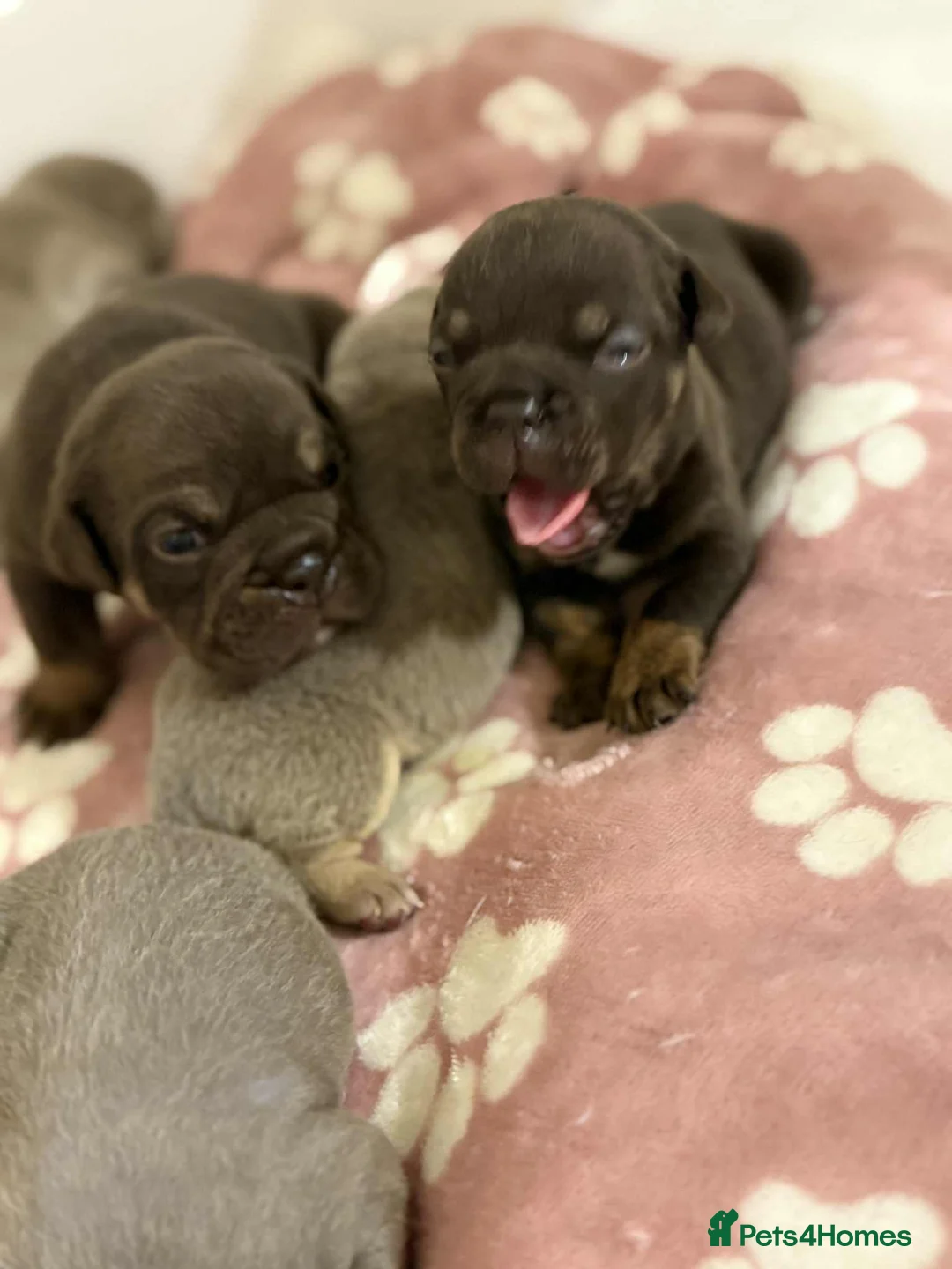 English Bulldog dogs for sale: KC registered English bulldog  - Advert 6