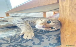 Savannah cats for sale: F3 girls  - Image 15