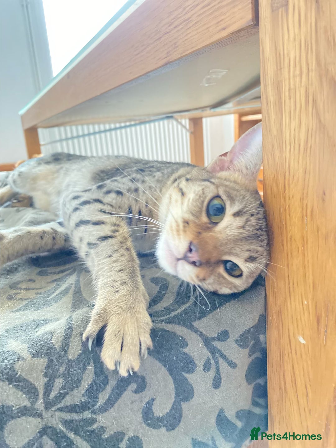 Savannah cats for sale: F3 girls  - Image 15