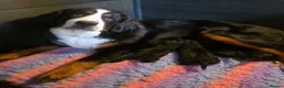 Bernedoodle dogs for sale: Top Quality BERNEDOODLE Puppies  - Advert 4
