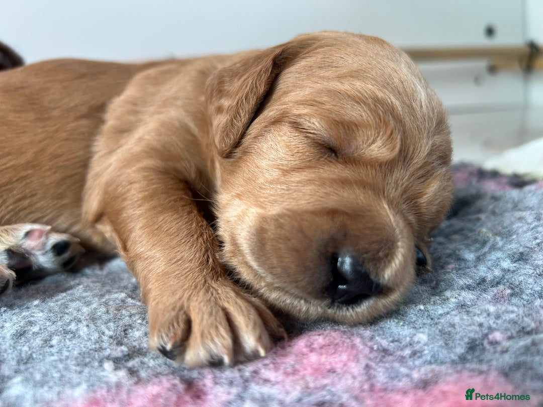 Labradoodle dogs for sale: 6 very cute Labradoodle puppies  - Image 8
