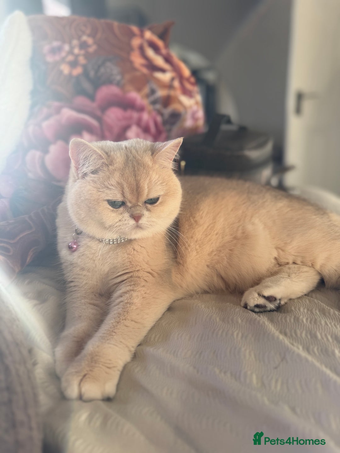 British Shorthair cats for sale: Golden Tipped British Shorthair Cat - Advert 10