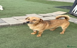 Mixed Breed dogs for adoption: Cute Jerry Needs Love  - Image 11
