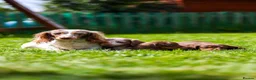 Miniature Dachshund dogs for sale: Miniature dachshunds boys and girls  - Advert 19