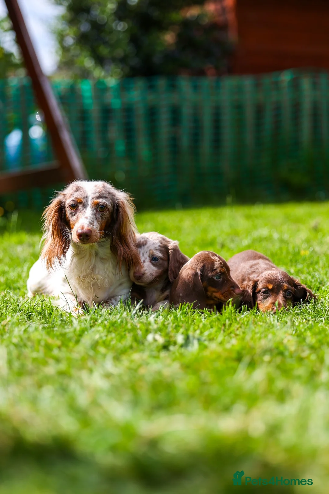 Miniature Dachshund dogs for sale: Miniature dachshunds boys and girls  - Advert 19