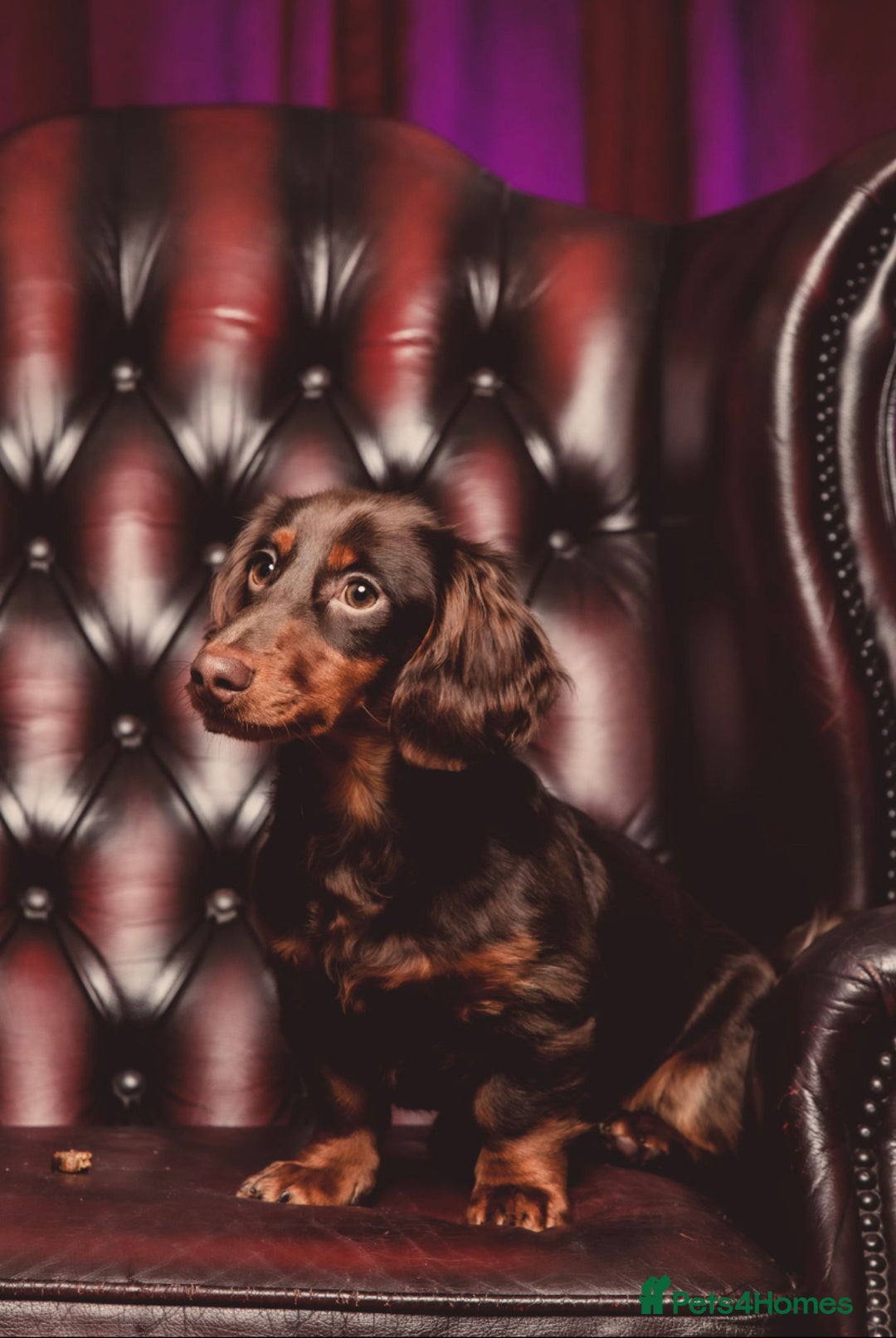 Miniature Dachshund dogs for stud: Rolo the long haired dachshund  in Pentre - Image 9