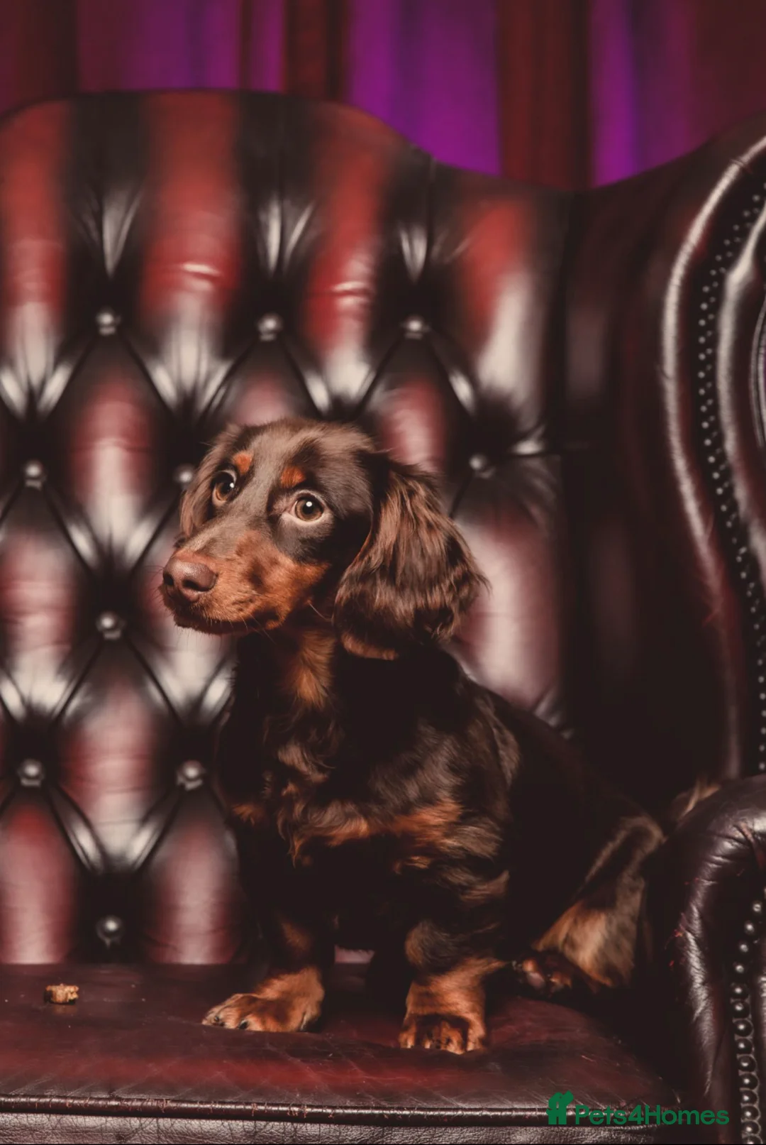 Miniature Dachshund dogs for stud: Rolo the long haired dachshund  in Pentre - Advert 11