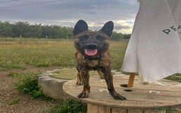 Mixed Breed dogs for adoption: BEAUTIFUL BUZZ  - Image 5