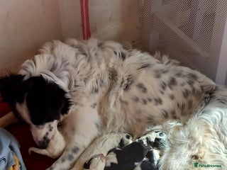 Border Collie dogs Beautiful Border Collie pups - Advert 5