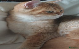 British Shorthair cats for sale: Stunning cute BSH golden black kitten female - Image 6