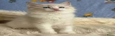 Ragdoll 5