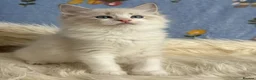Ragdoll cats for sale: 🐾 Beautiful Ragdoll Kittens for Sale 🐾 - Advert 12