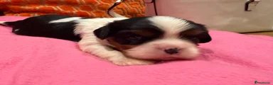 Cavalier King Charles Spaniel 1