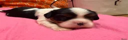 Cavalier King Charles Spaniel dogs for sale: Health tested cavaliers  - Advert 4
