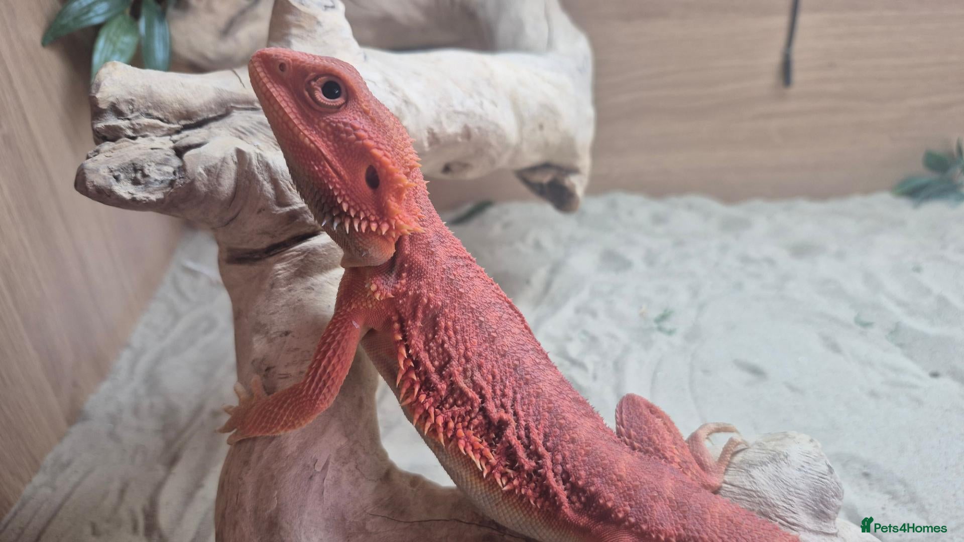 Bearded Dragon reptiles Red Bearded dragon full setup - Advert 1