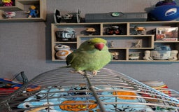 Parrots birds for sale: Beautiful ringneck looking for a new home - Image 4