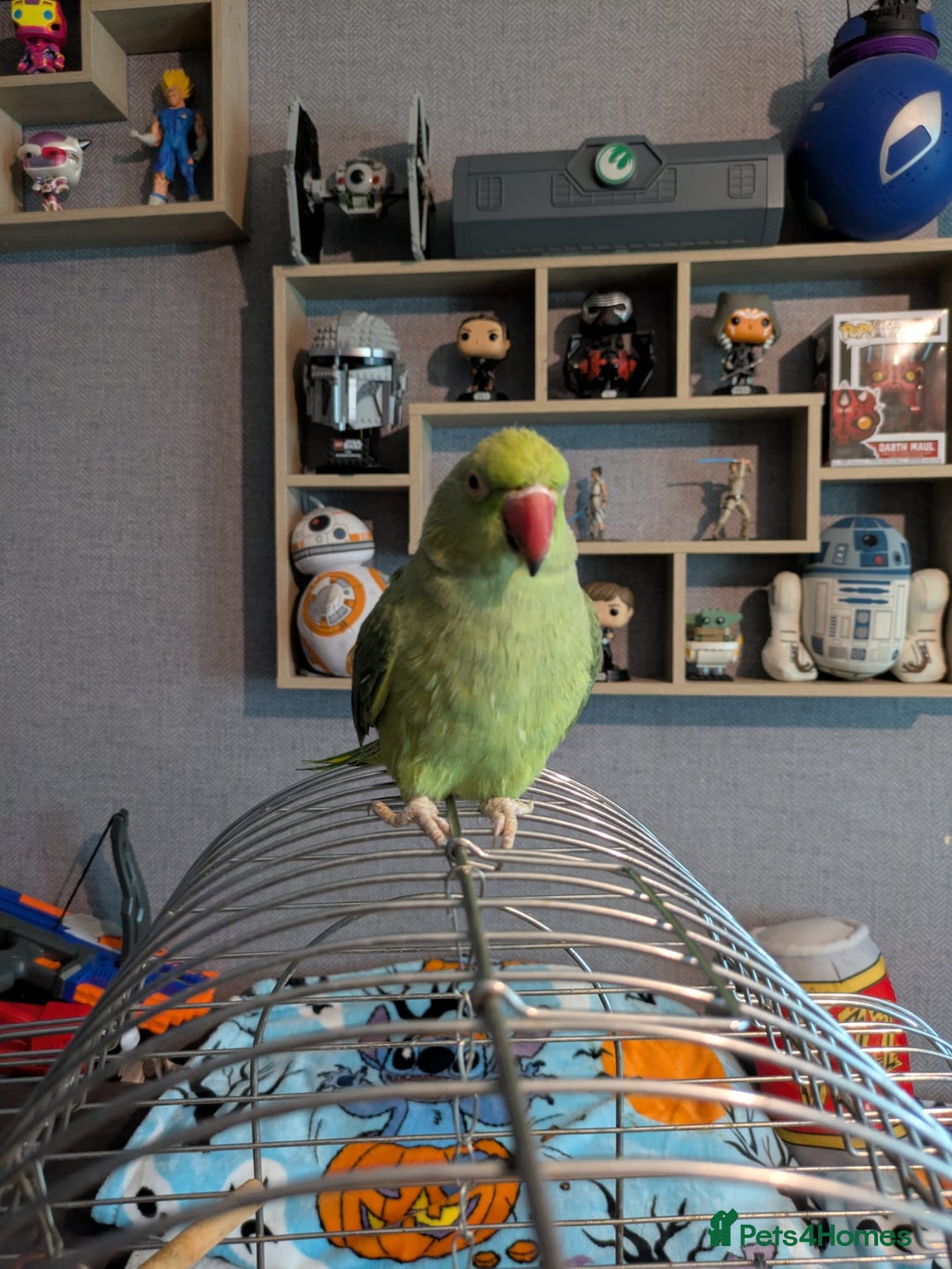 Parrots birds for sale: Beautiful ringneck looking for a new home - Image 4