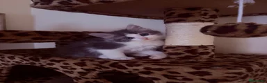 Ragdoll 1