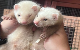 Ferret rodents for sale: Male ferrets born may 25 - Image 15