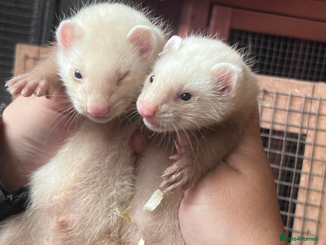 Ferret rodents for sale: Male ferrets born may 25 - Image 15