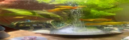 Platies fish for sale: Sunset platies in Wellington - Advert 3