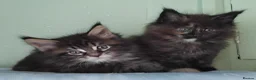 Maine Coon cats for sale: GCCF REGISTERED MAINE COON KITTENS FOR SALE  - Advert 19