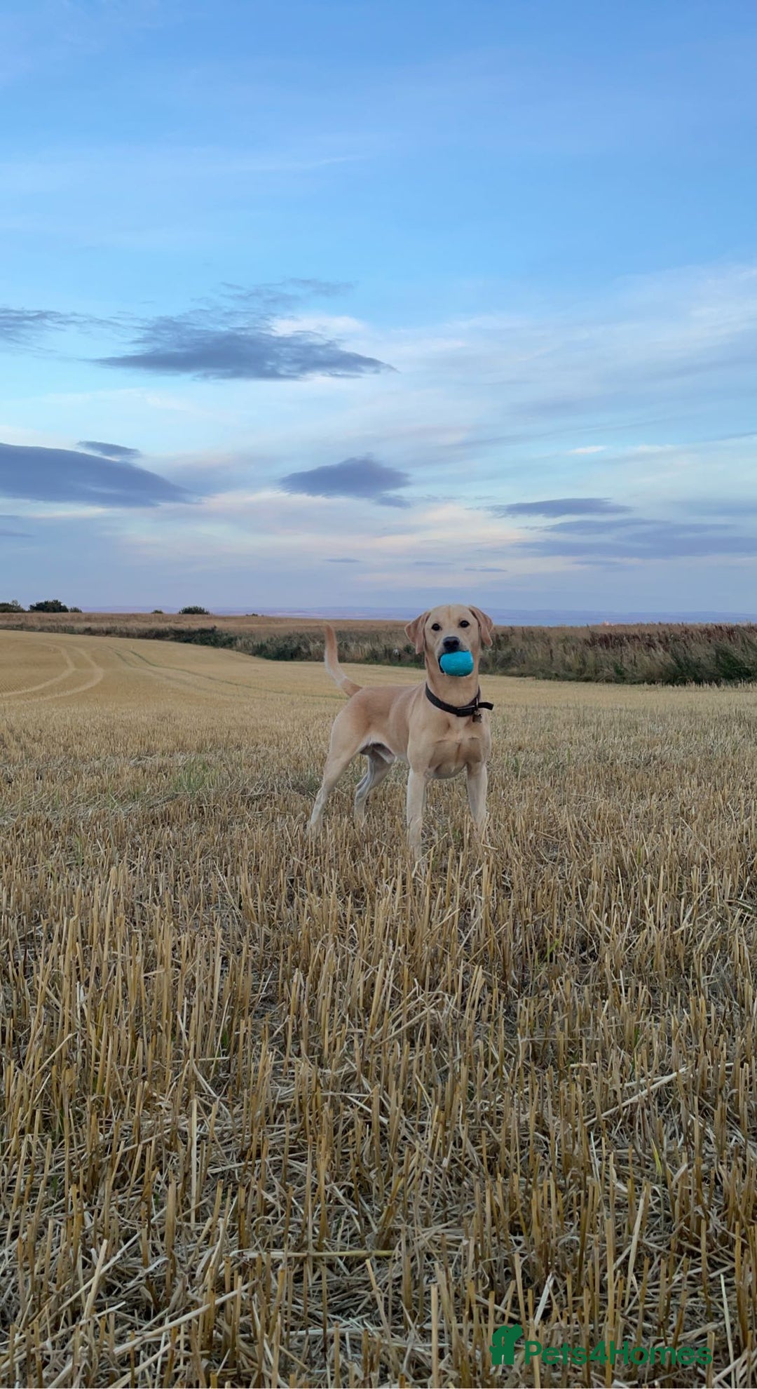Labrador Retriever dogs for stud: 🌟Stunning Stud Dog Marley – Excellent Nature🌟 - Image 10