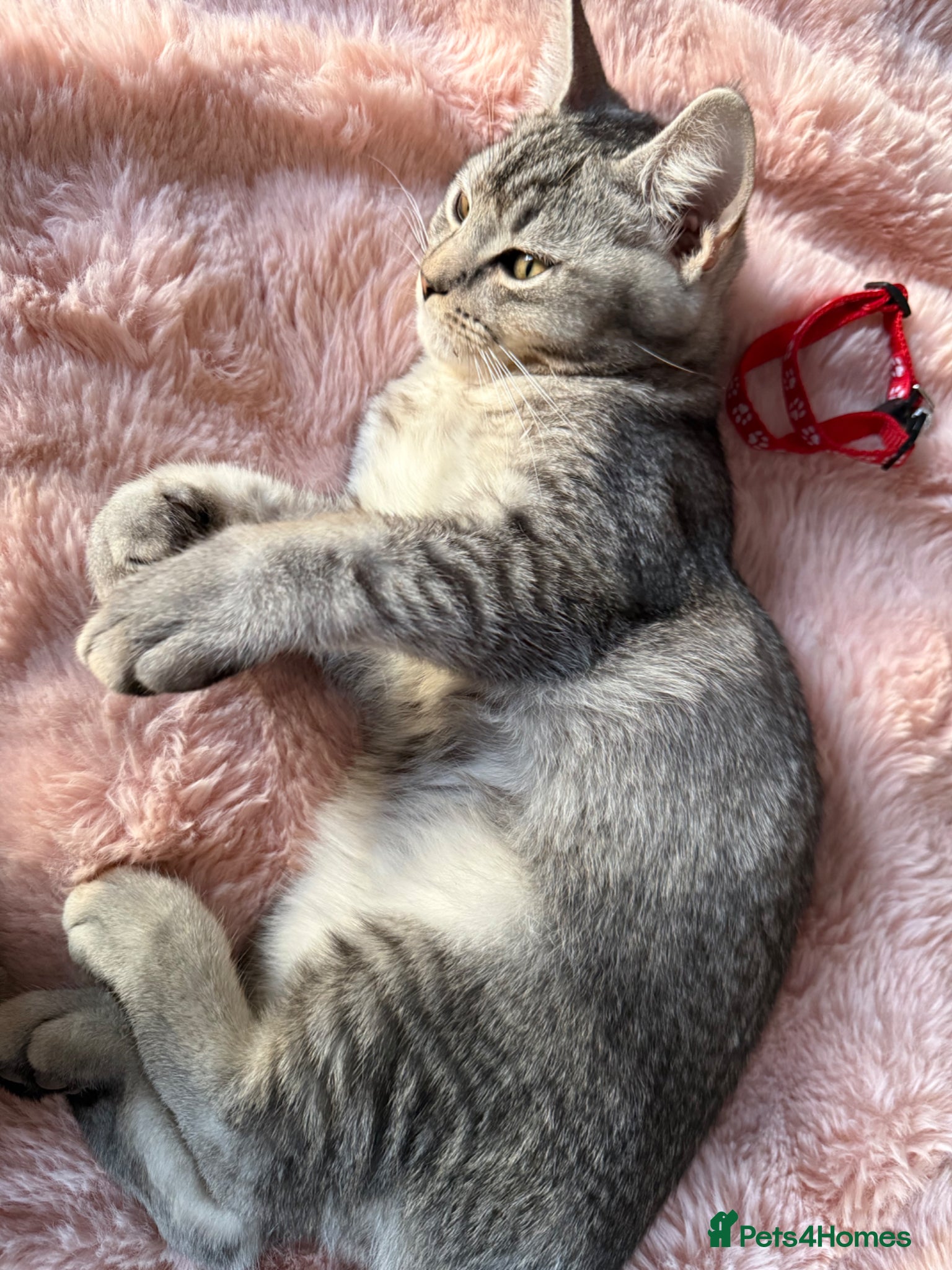 British Shorthair cats British Shorthair kittens Ready now-Fully Vacc - Advert 2
