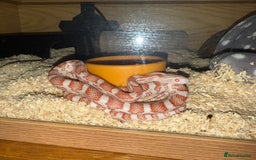 Bearded Dragon reptiles for sale: Bearded dragon and candy cane corn snake  - Image 8