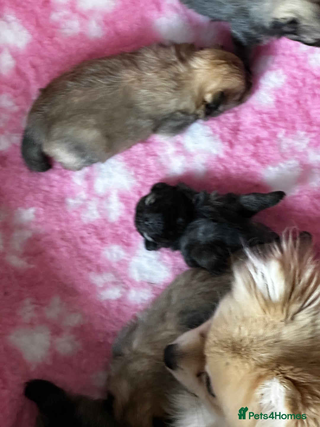 Pomeranian dogs for sale: GORGEOUS POMERANIAN PUPPIES 🐶🐶🐶🐶🐶 - Advert 19