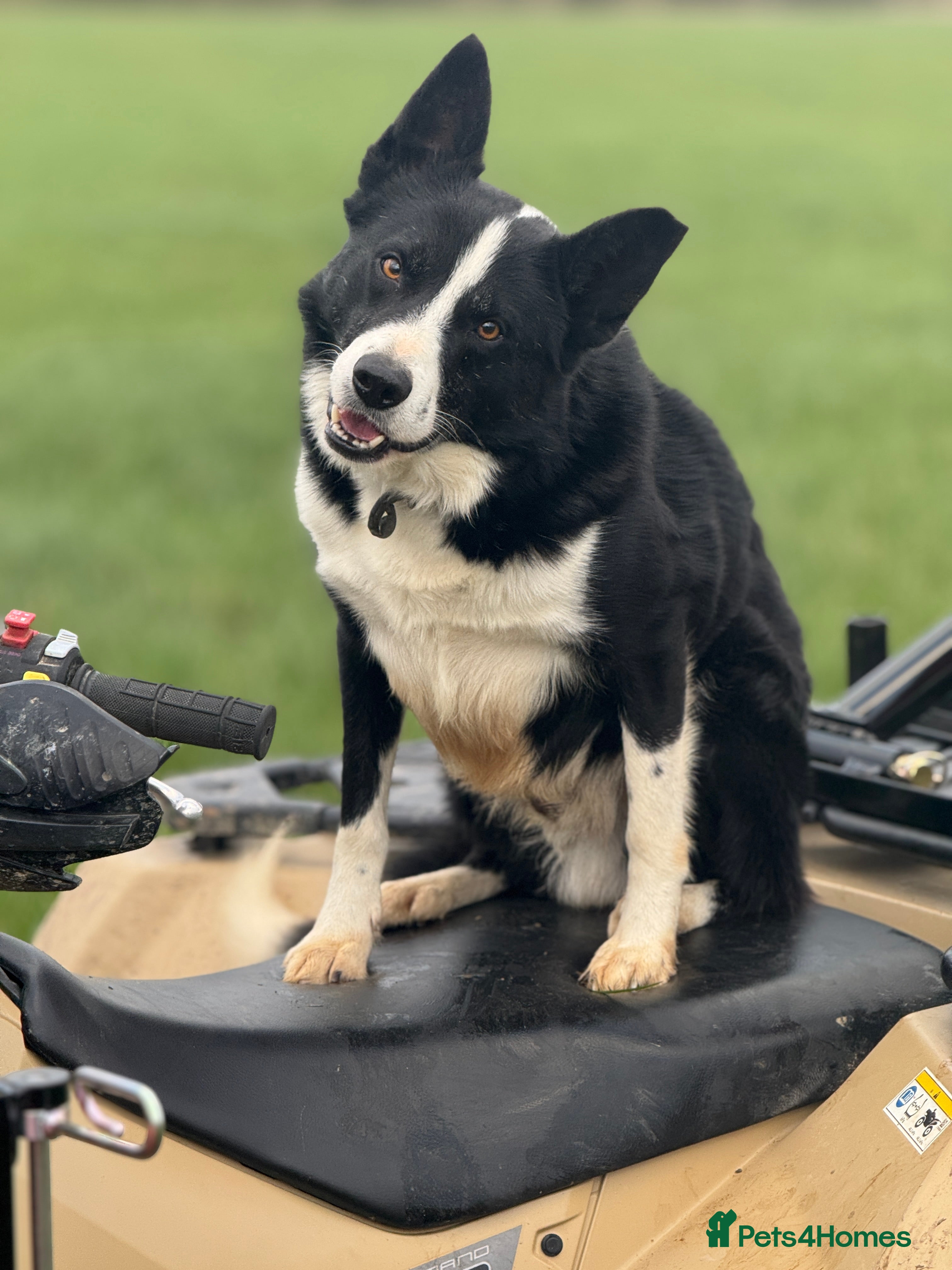 Border Collie dogs Border collie for stud - Advert 2