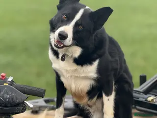 Border Collie dogs Border collie for stud - Advert 5